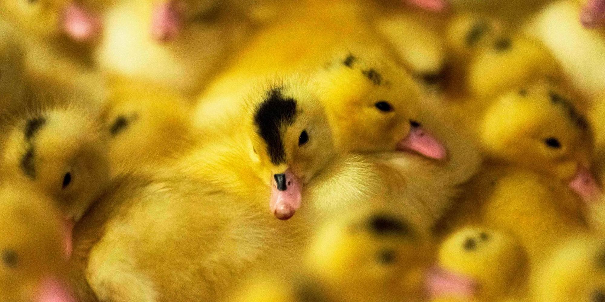 Foie Gras afp