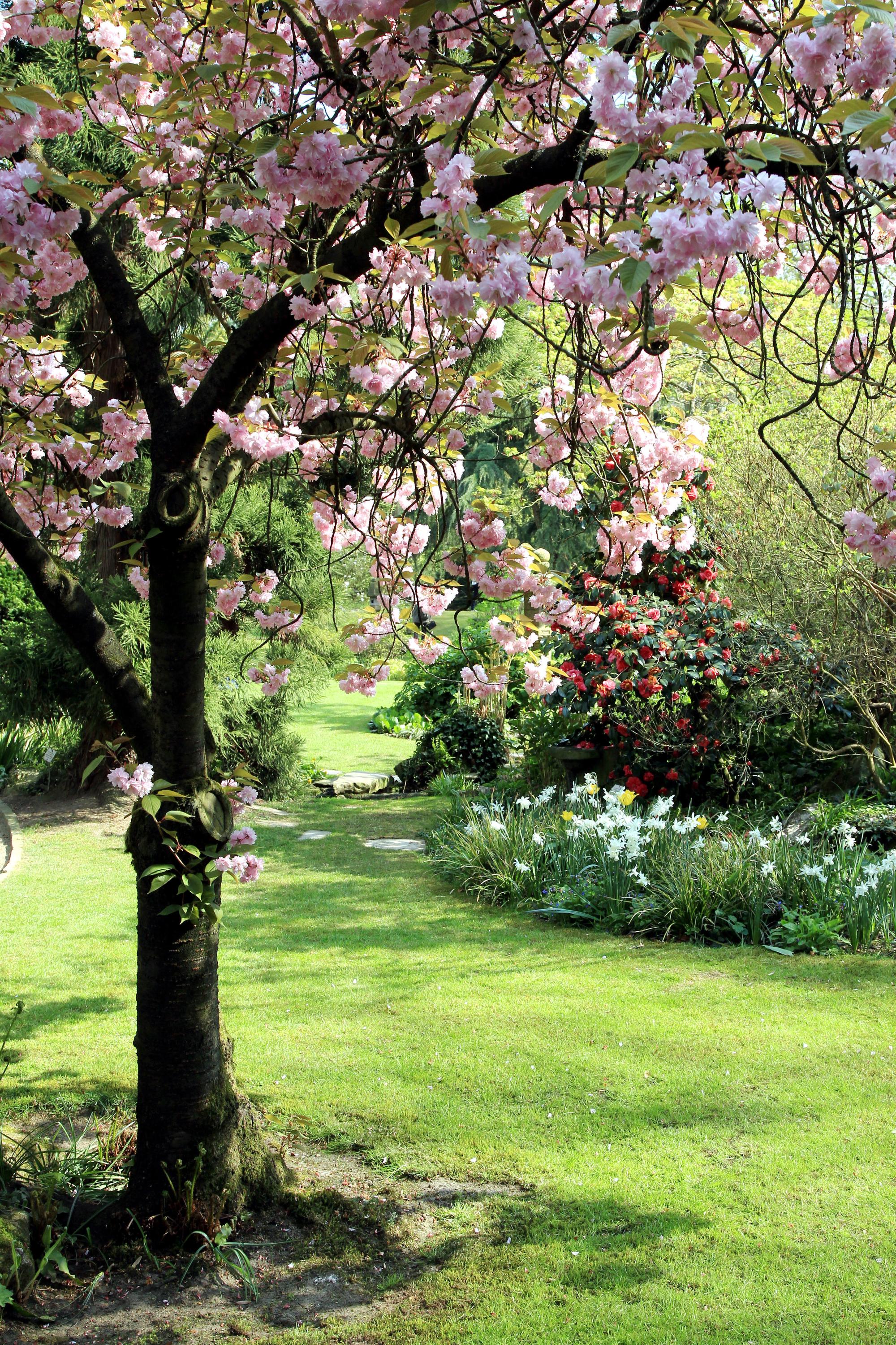 MDS-KSTA-2015-04-29-20150422max-japgarten18
