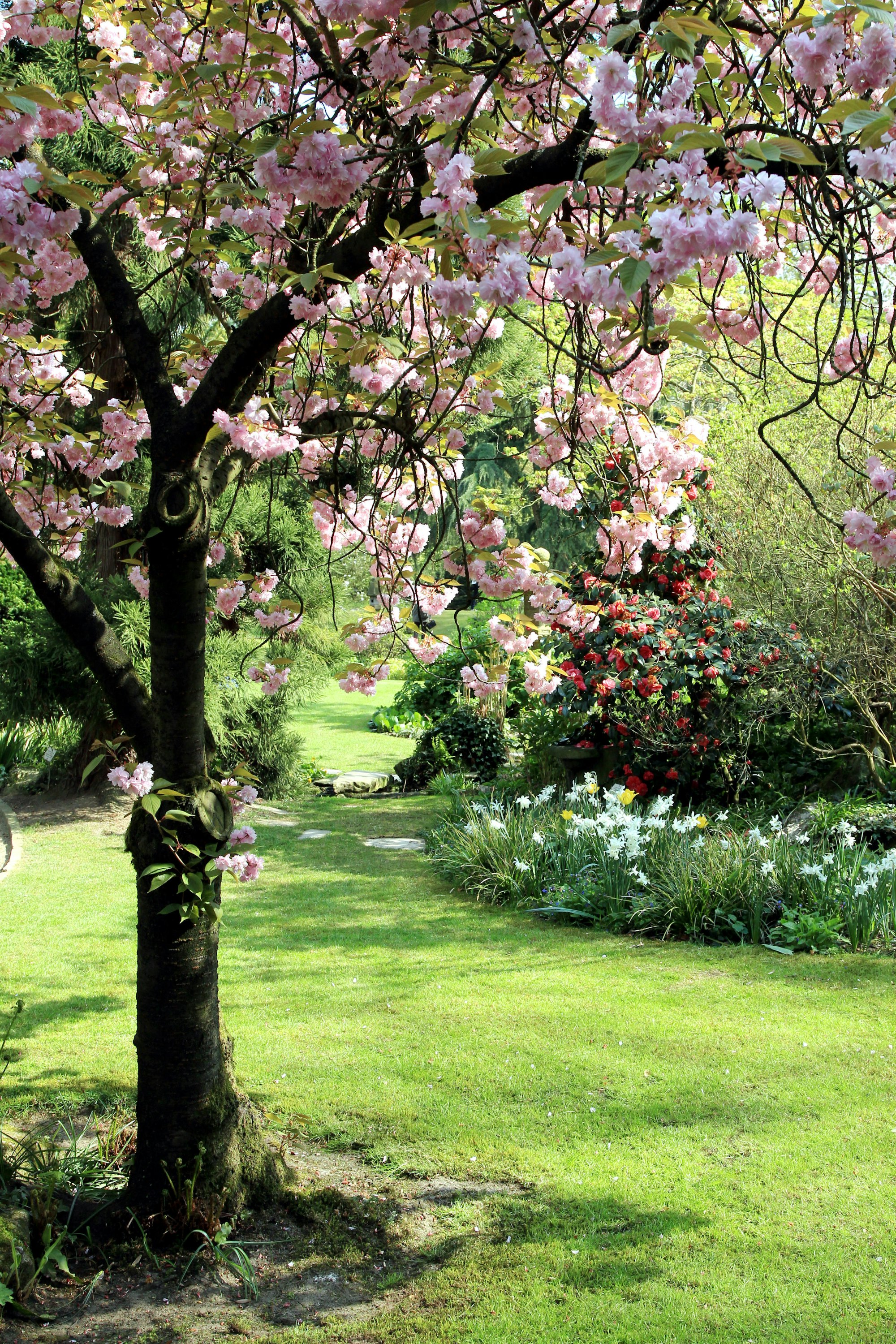 MDS-KSTA-2015-04-29-20150422max-japgarten18