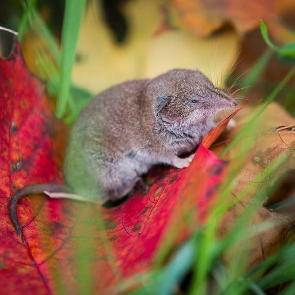 Spitzmaus PA 090822