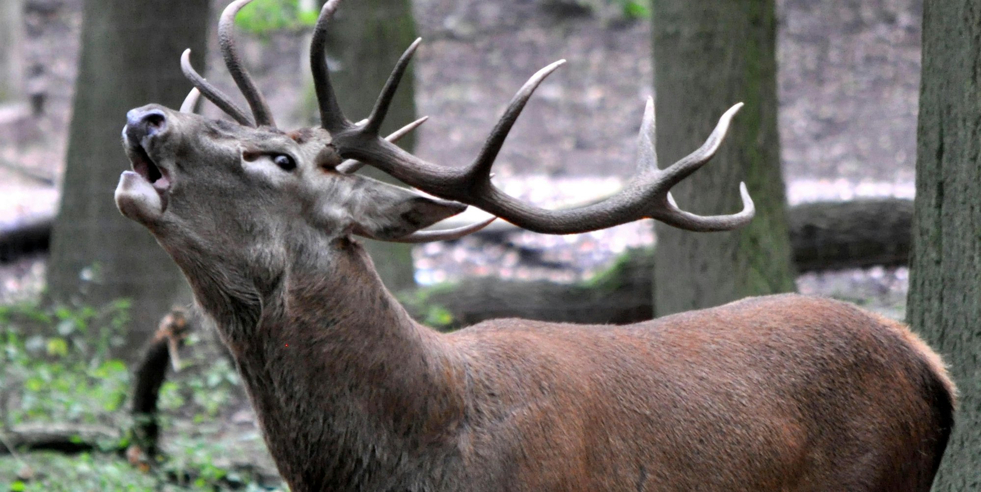 Hirschbrunft_Kommern024