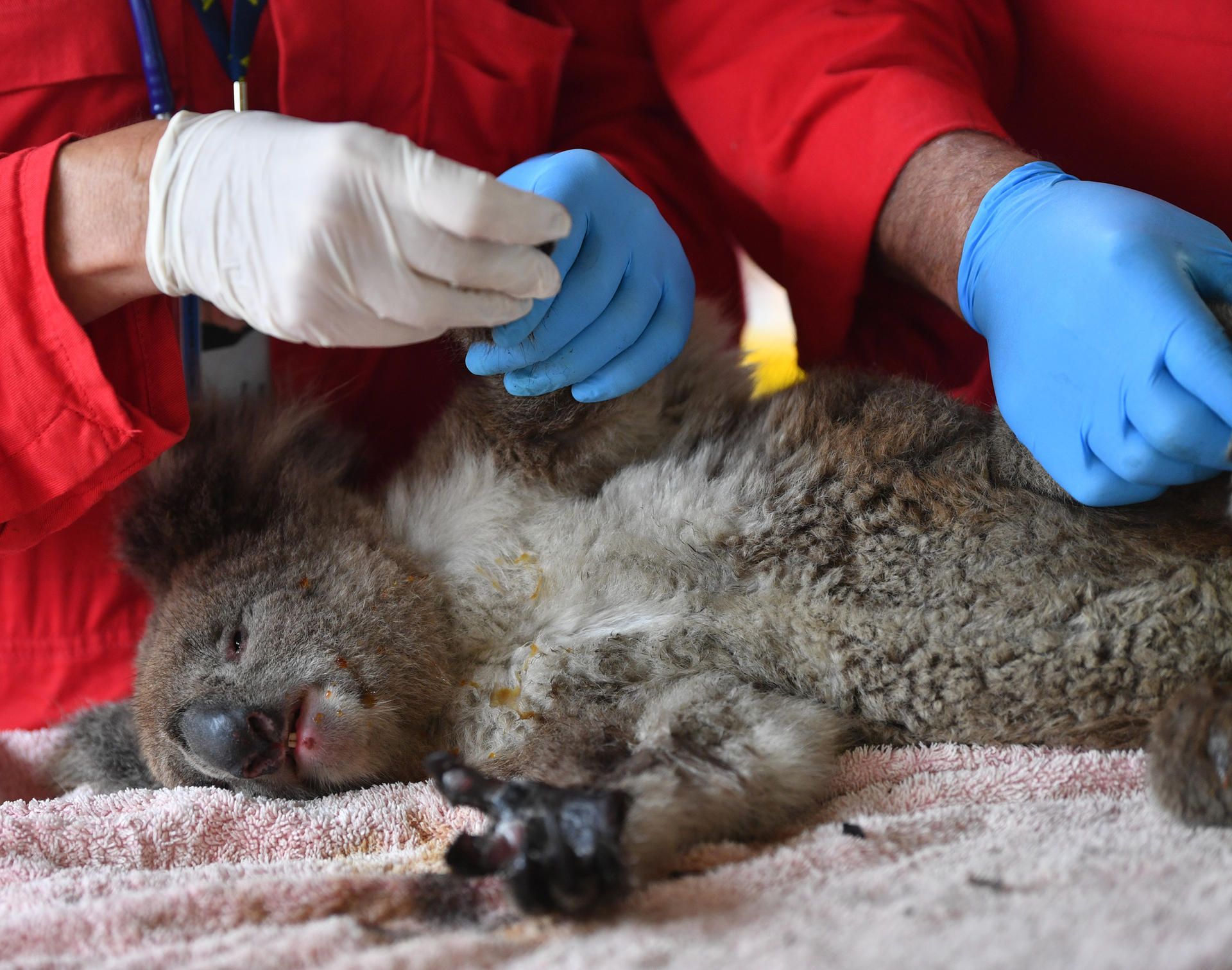 Helfer versorgen verletzte Koalas