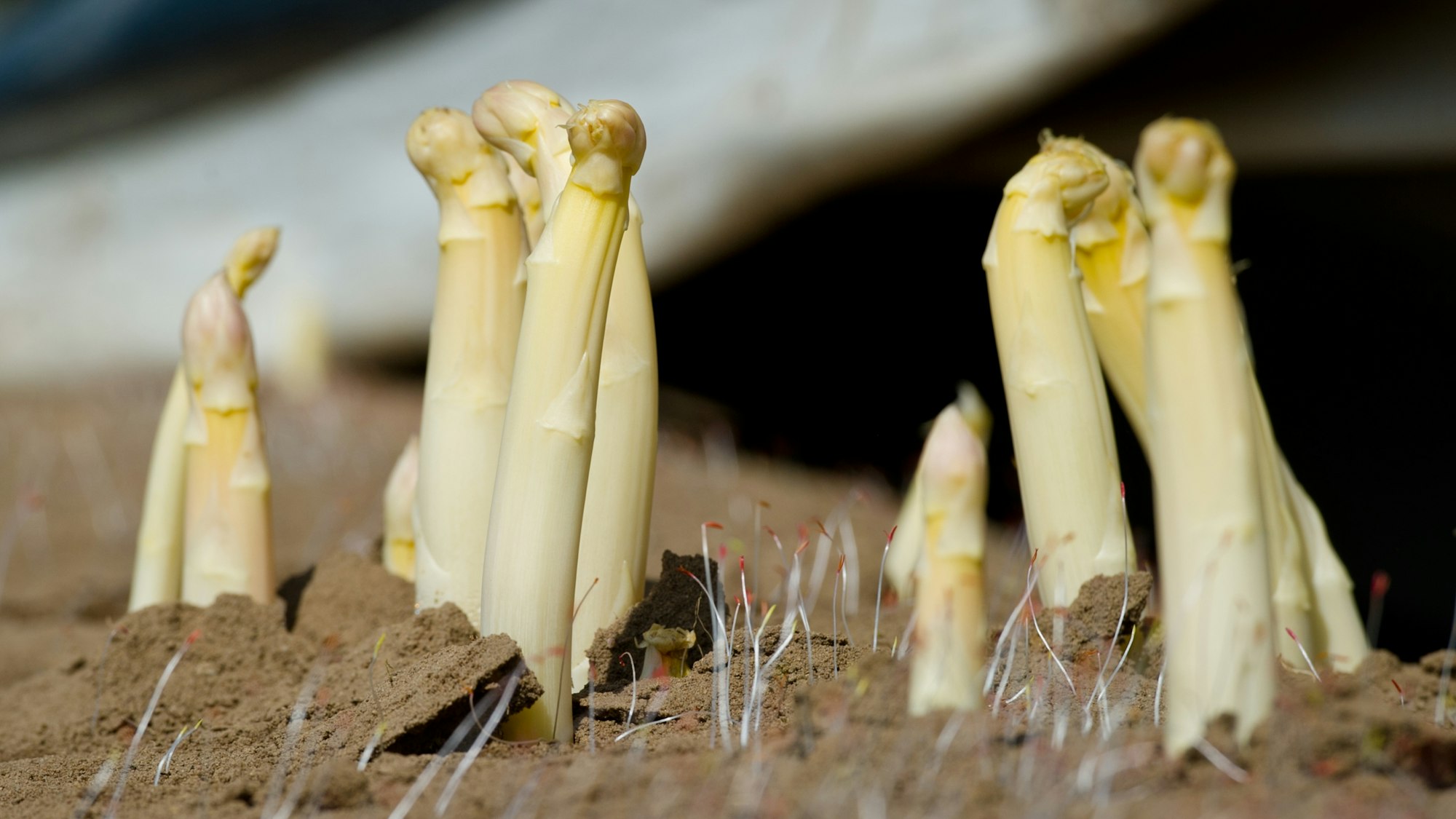 Spargelköpfe auf dem Feld