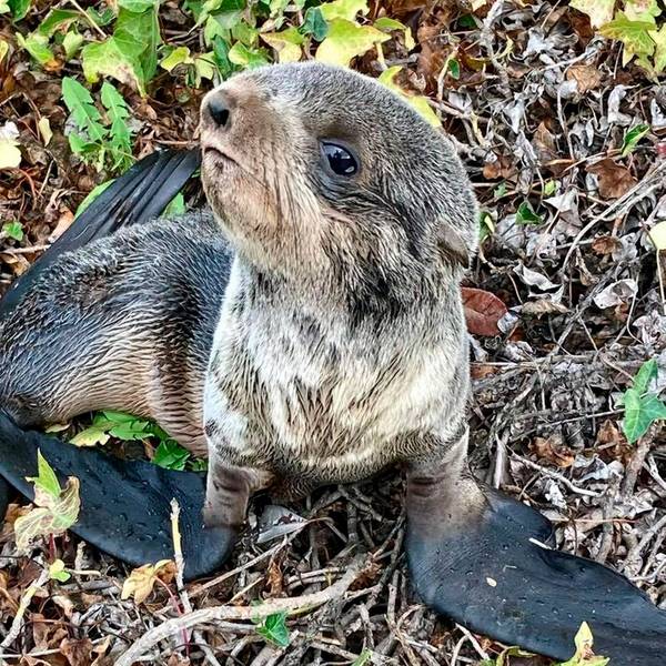 Seebär Baby 1