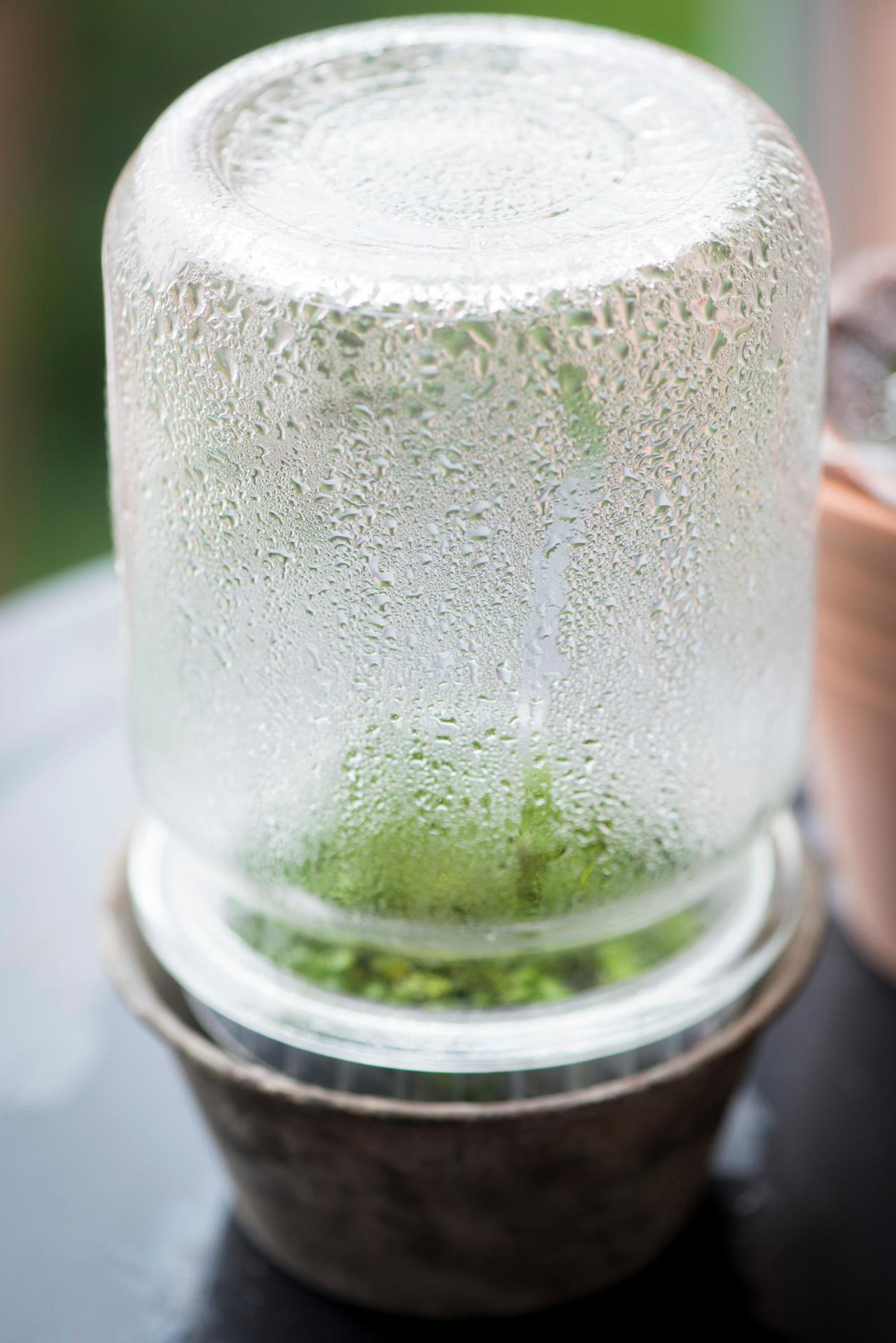 Ruether_micro-greens-kultivieren_ELA8697