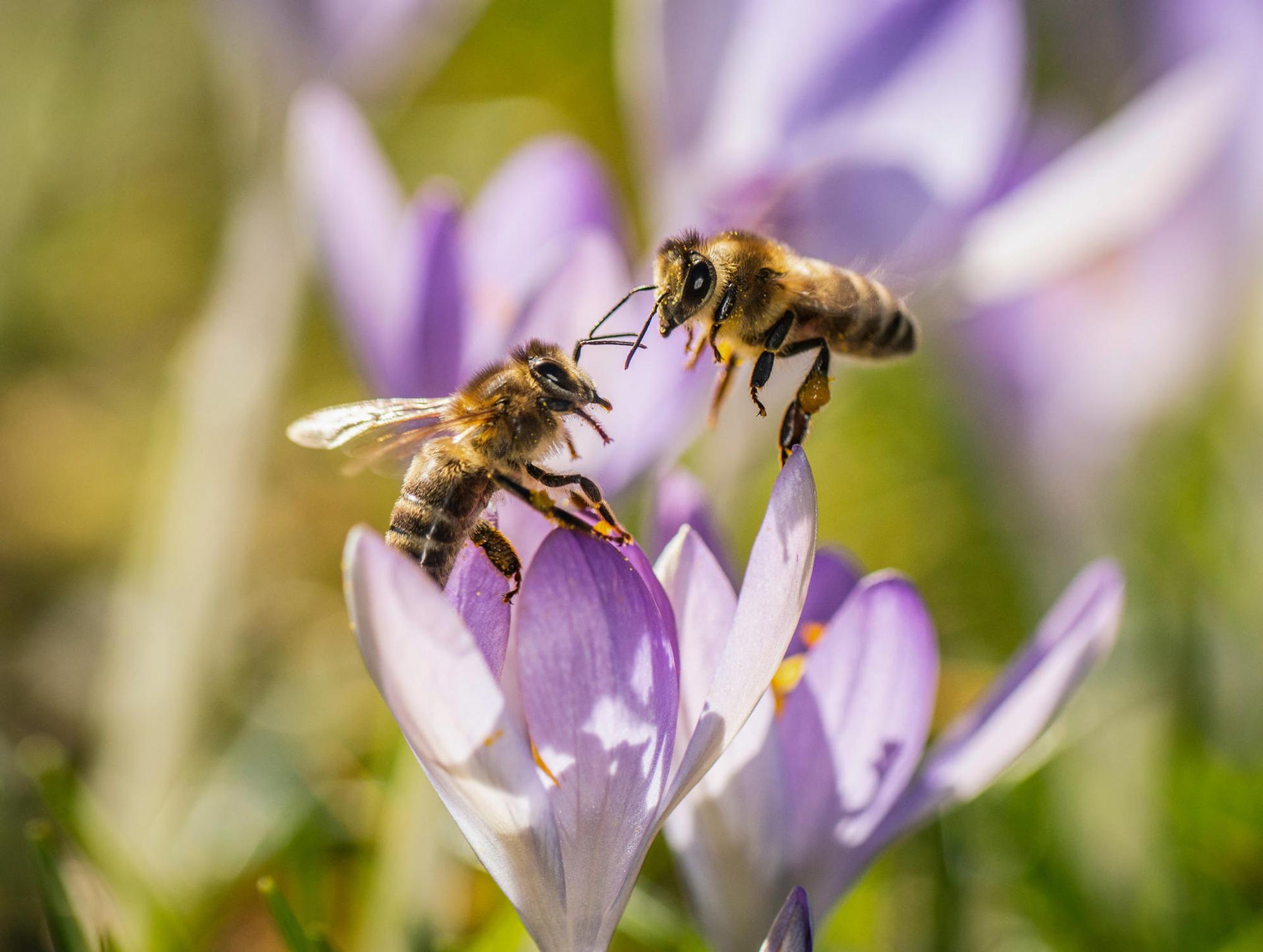 Bienen blume