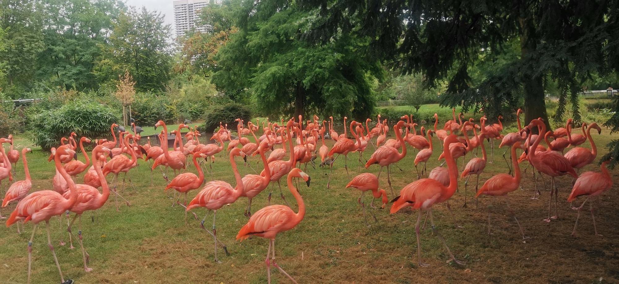 Erwachsene Flamingos