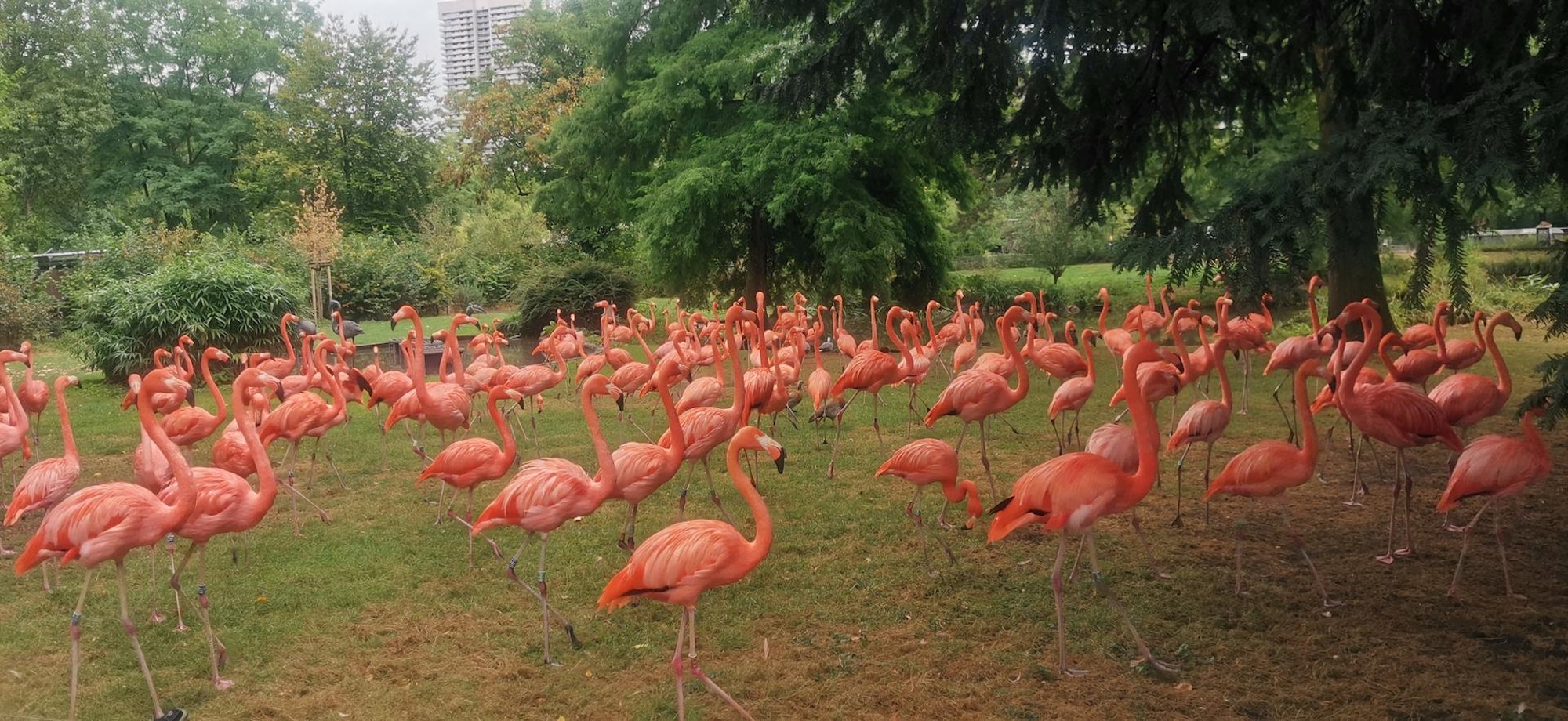 Erwachsene Flamingos