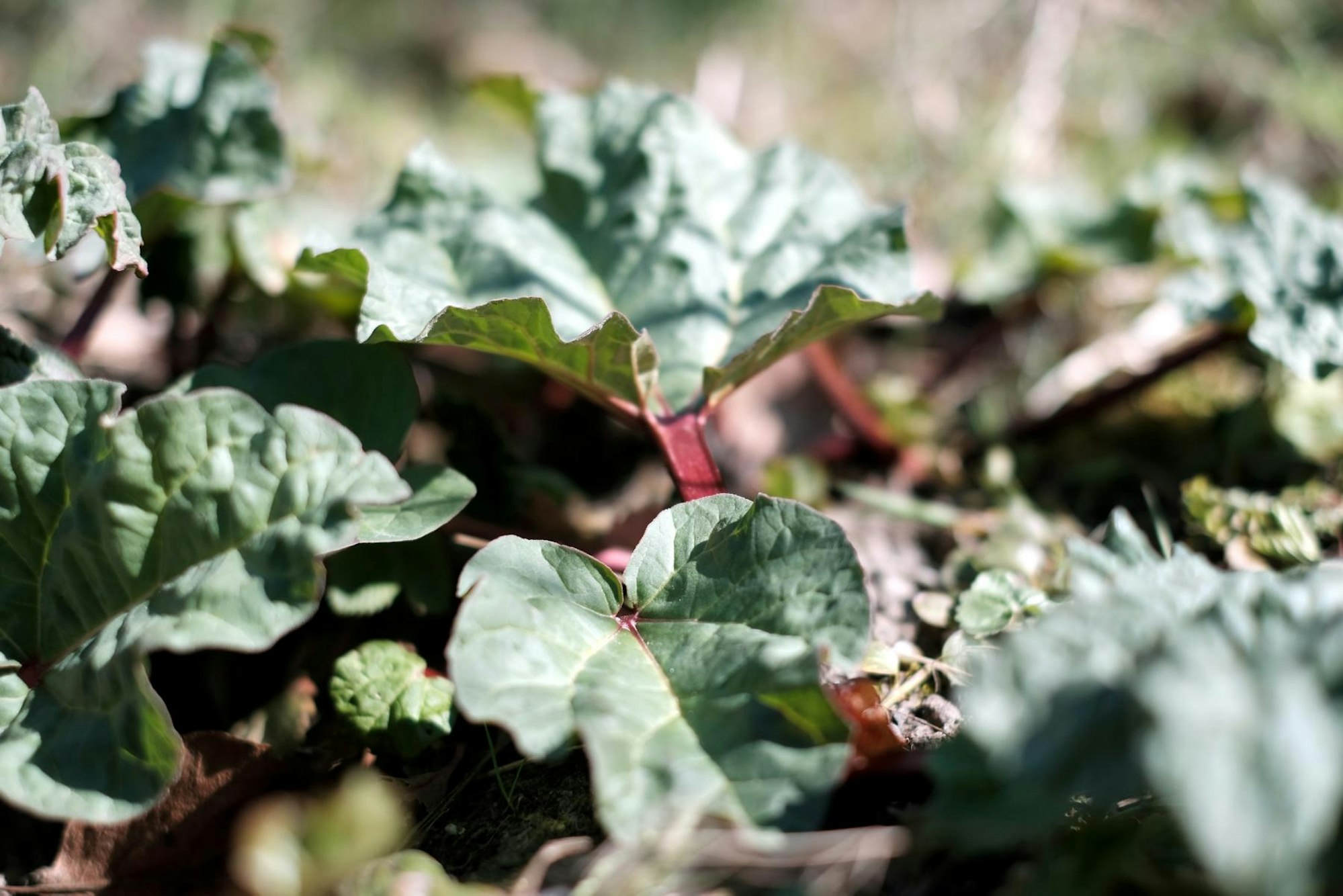 Bild 5 20200401max-garten24