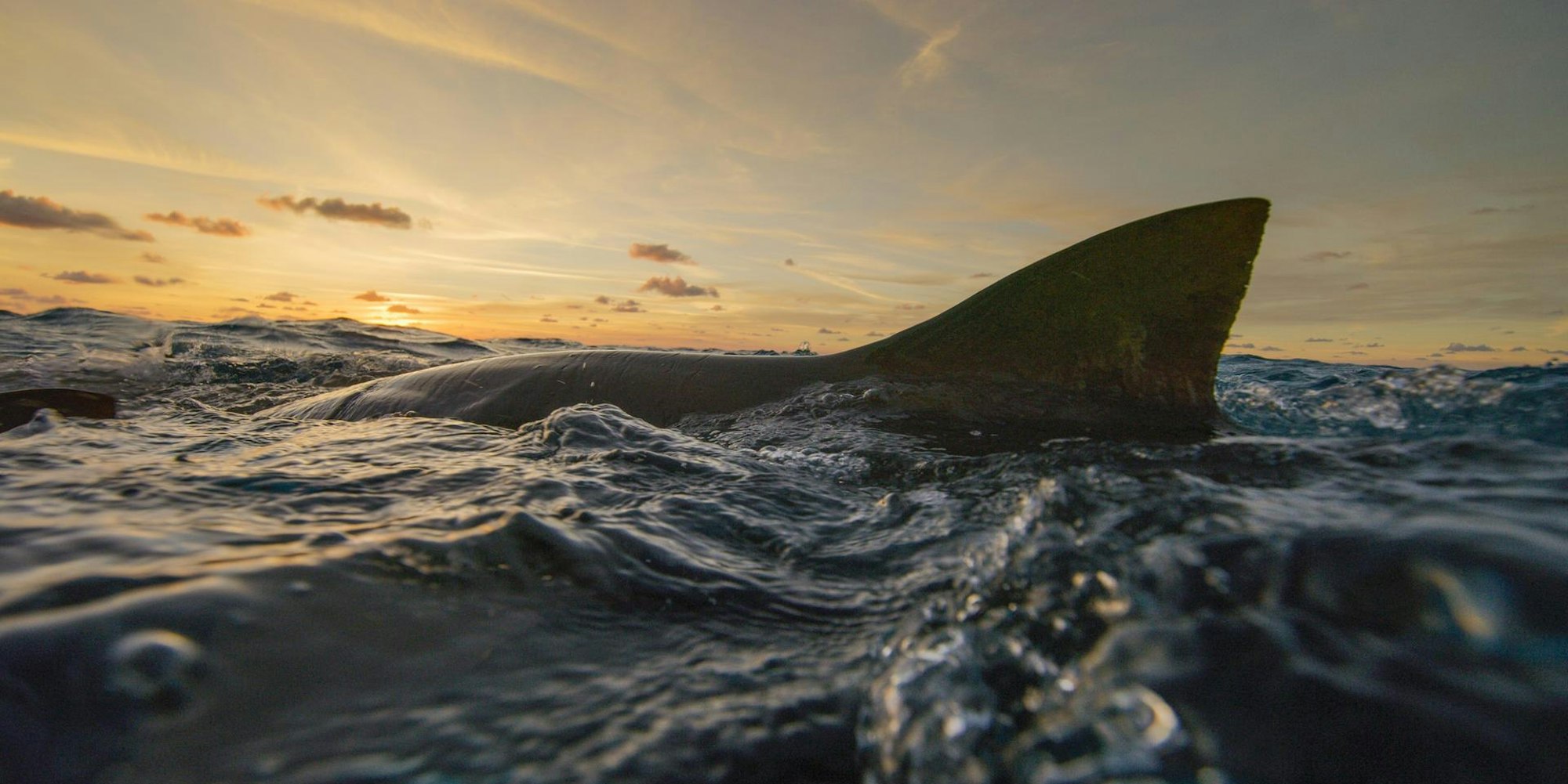 Taucher Australien Hai