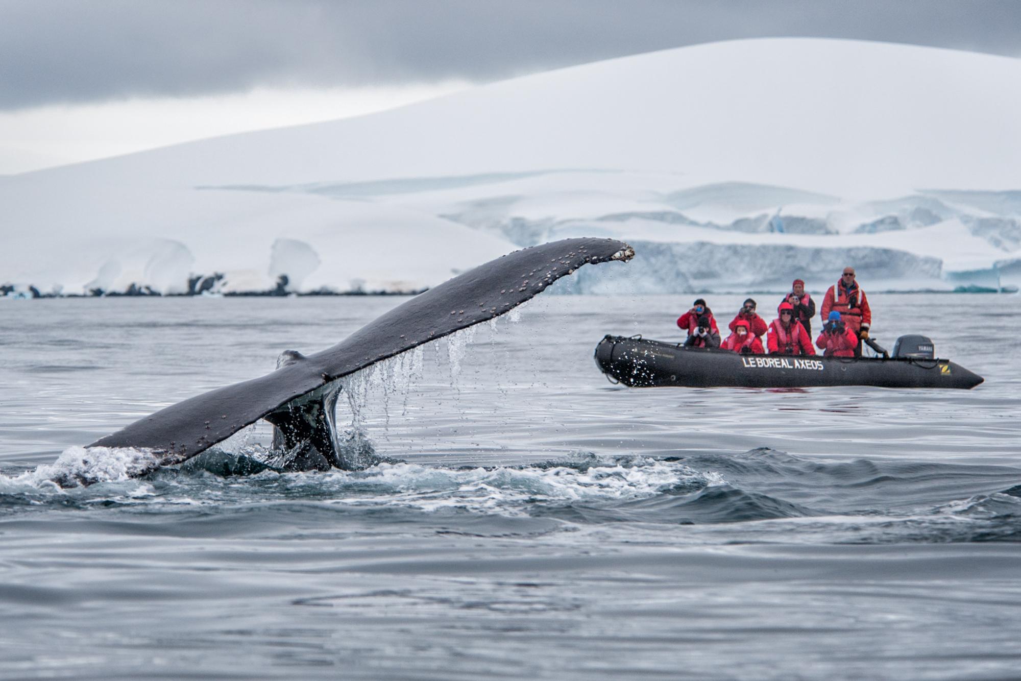 Expeditionsfahrt_Antarktis_Wal