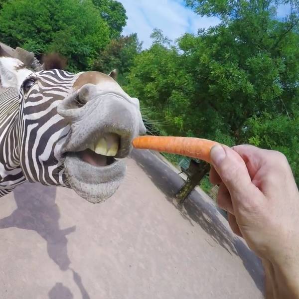 Zebra_Zoo_180730
