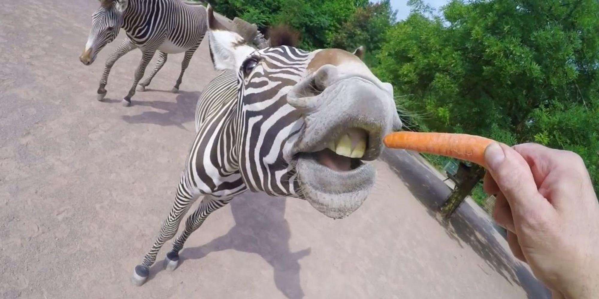 Zebra_Zoo_180730