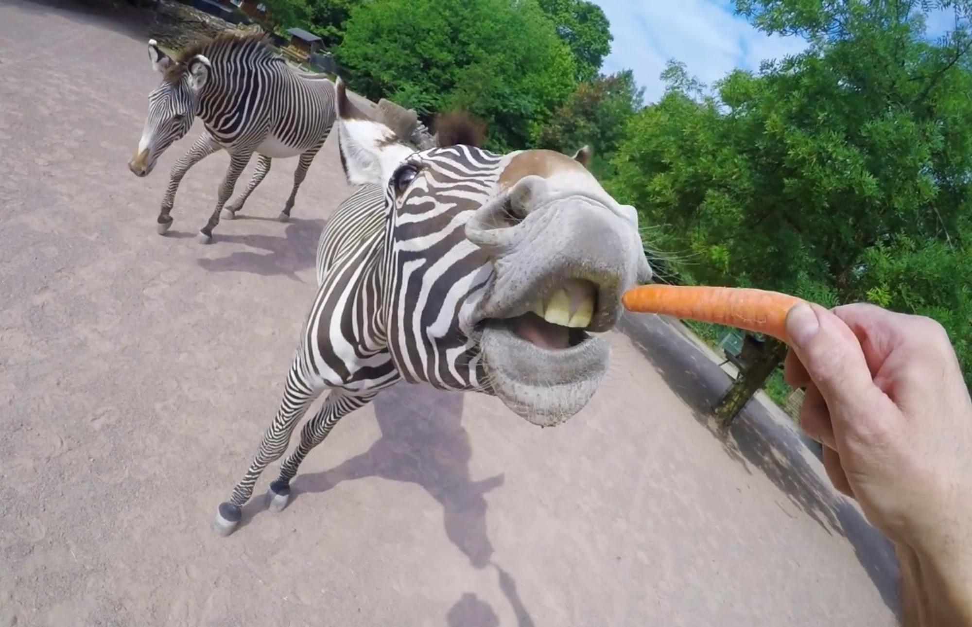 Zebra_Zoo_180730