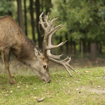 Header Rotwild Hirsch Hellenthal imago mika