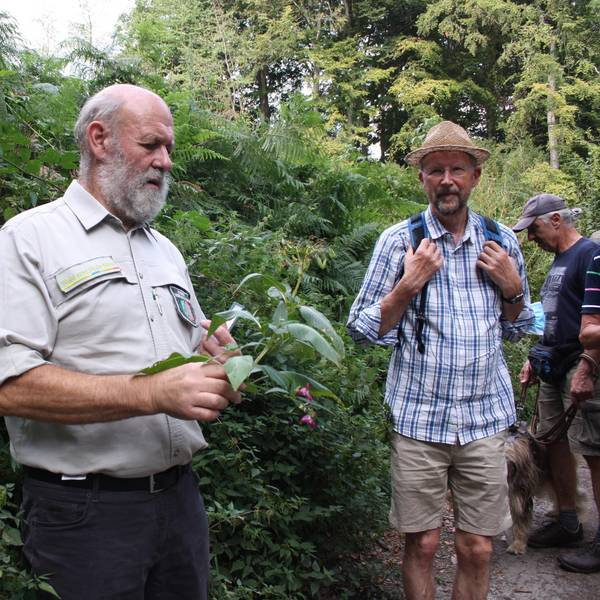 Leichlingen Waldspaziergang4Indisches Springkraut