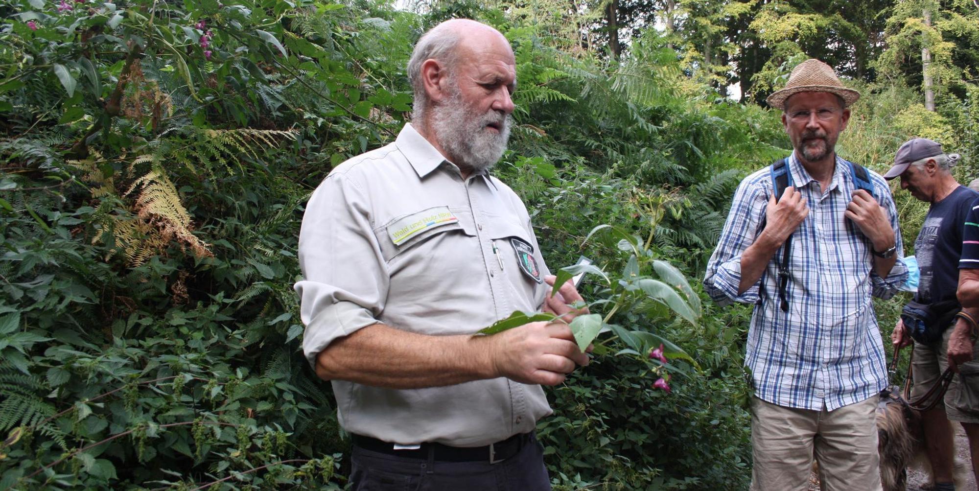 Leichlingen Waldspaziergang4Indisches Springkraut