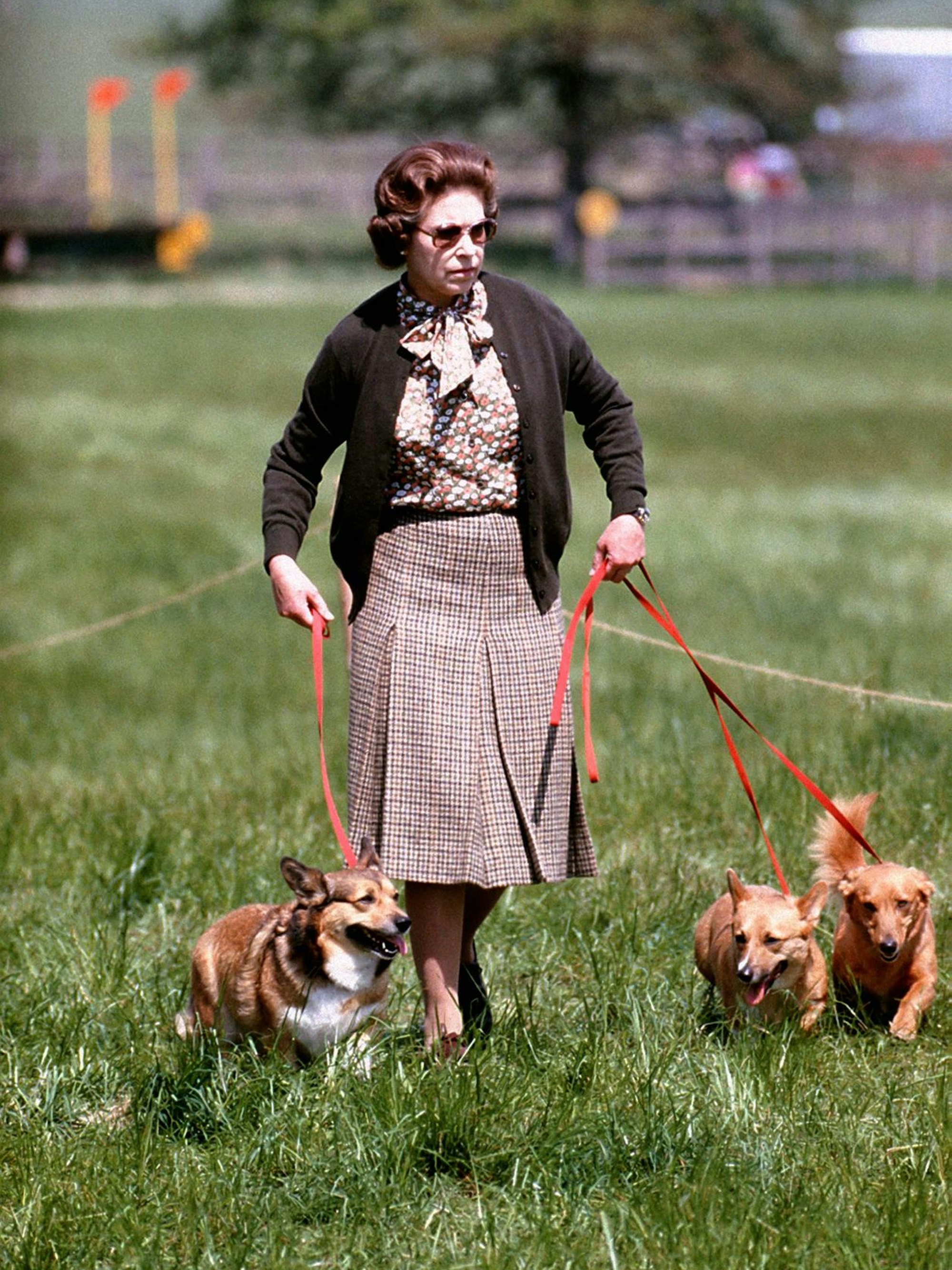 Königin Elizabeth II. im Jahr 1980 mit ihren Corgis auf einer Wiese.