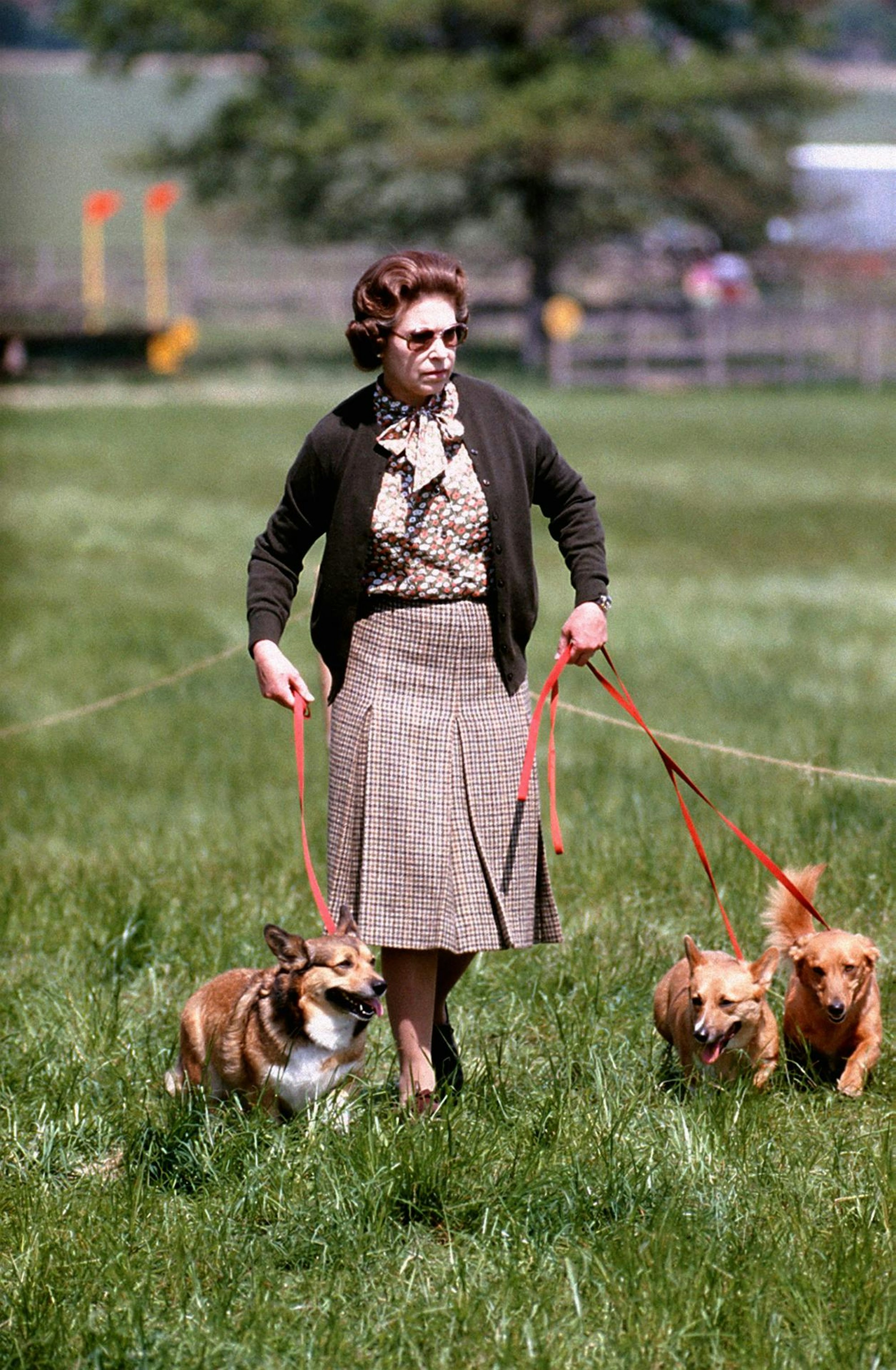 Queen Corgis Archiv