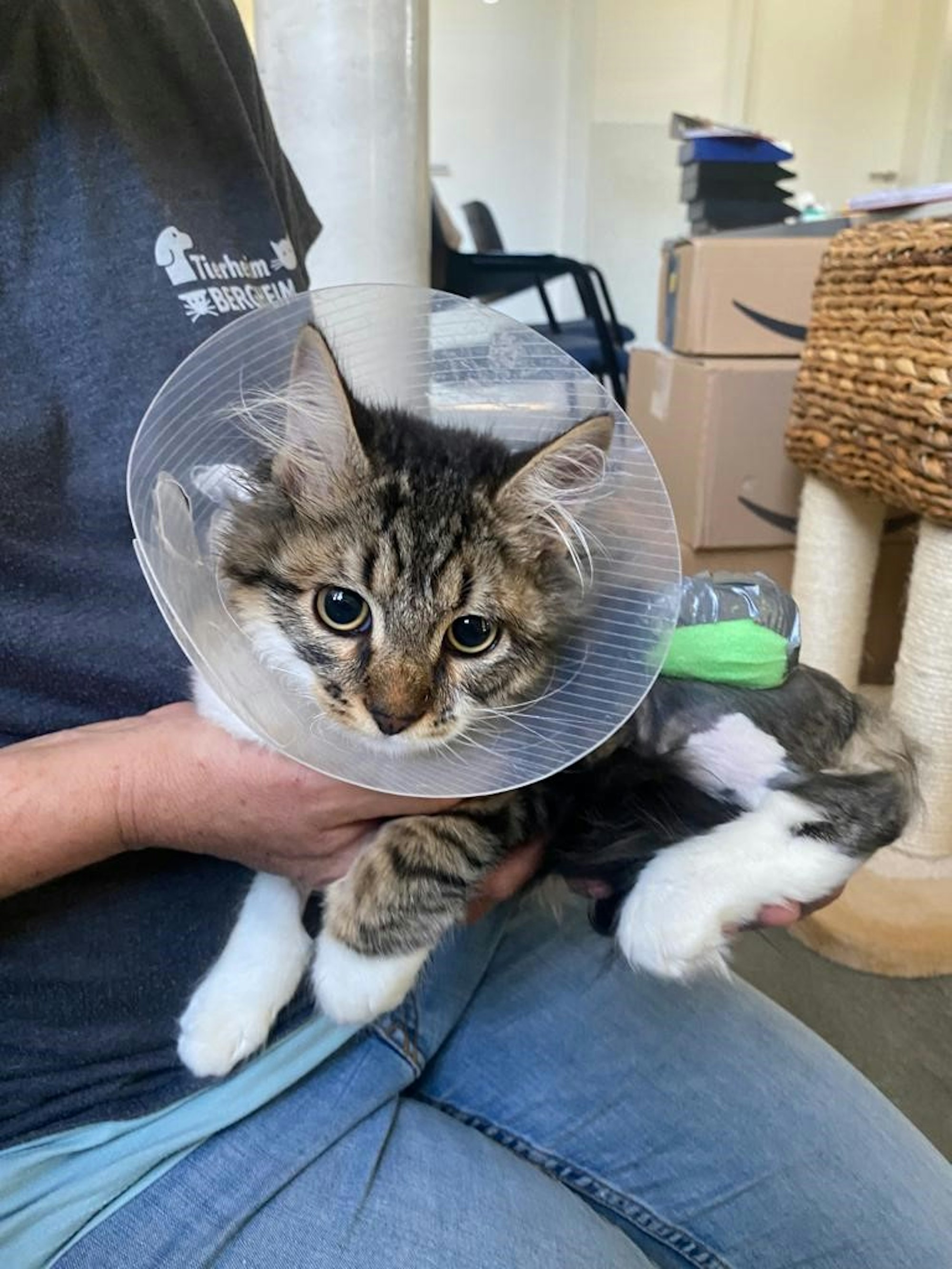 20220727-ber-tierheim-katze-kurti