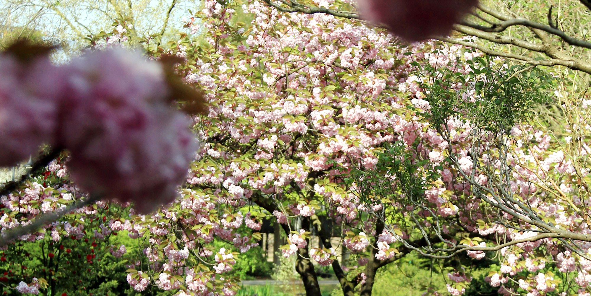 MDS-KSTA-2015-04-29-20150422max-japgarten26