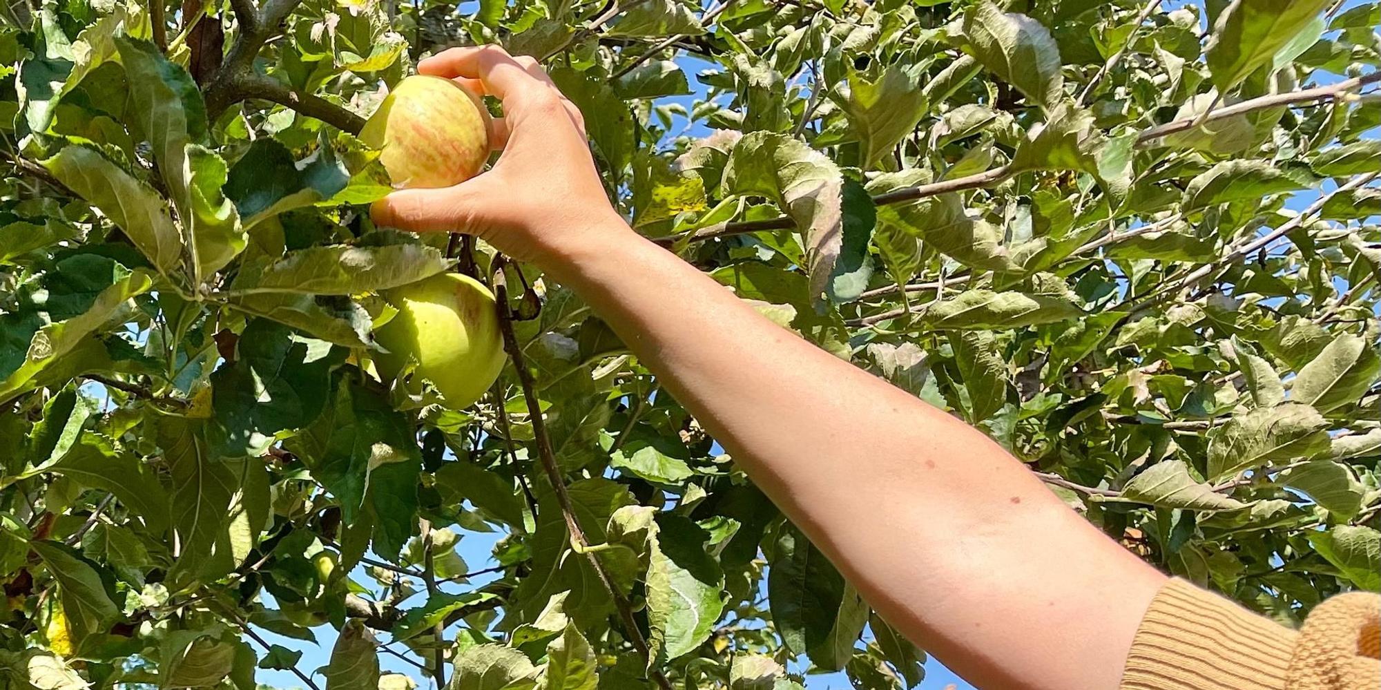 apfel pflücken