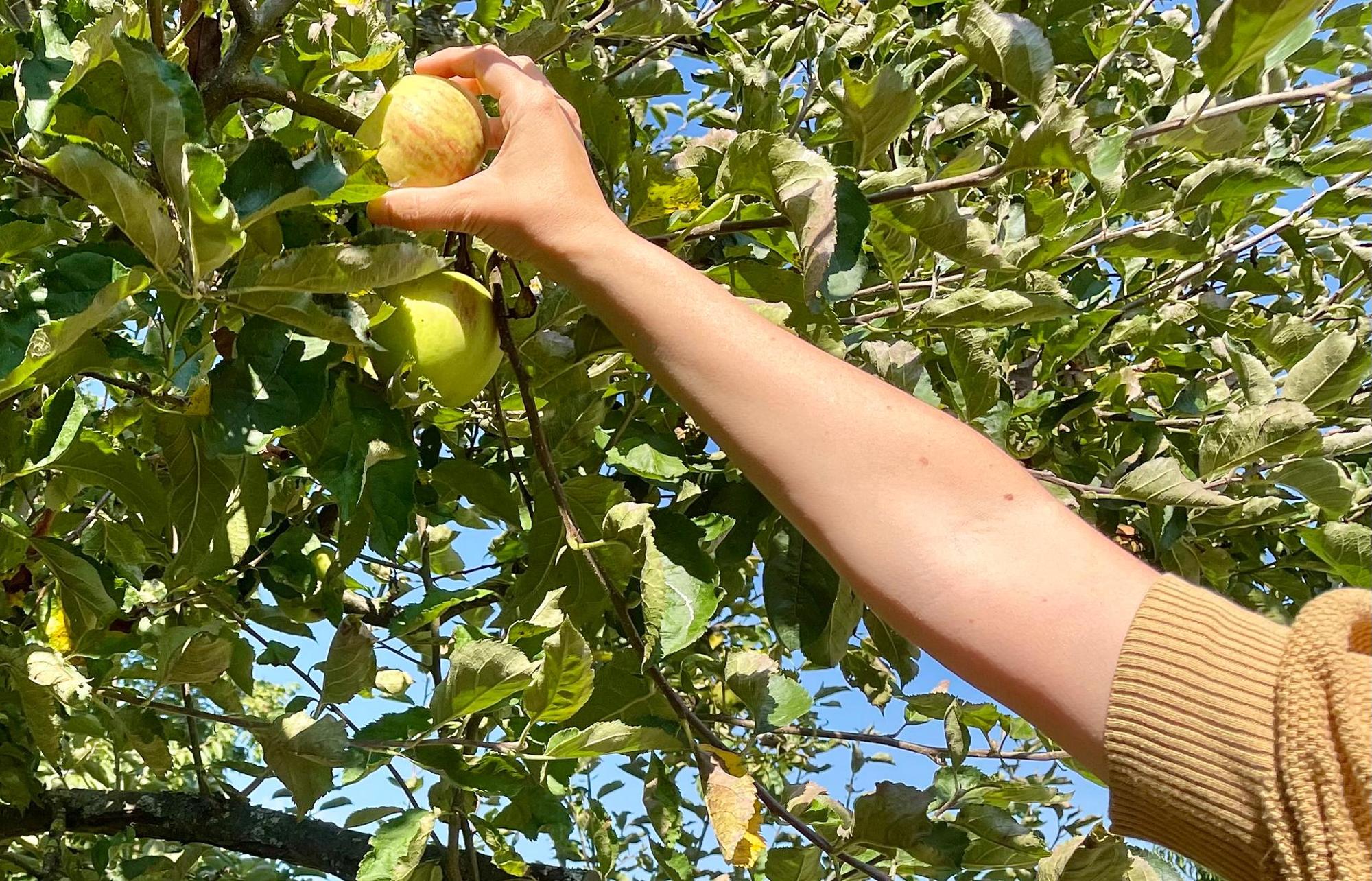 apfel pflücken