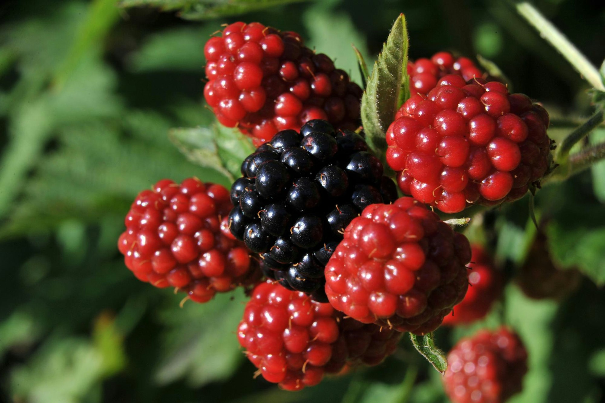 brombeeren strauch