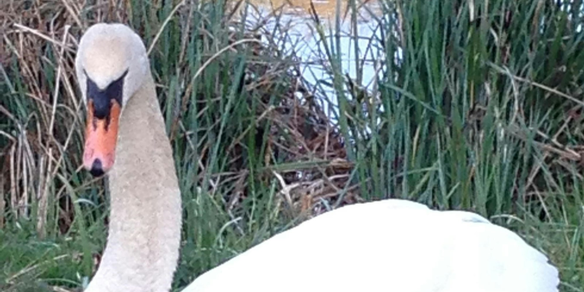 Mechernich tote Schwänin_001