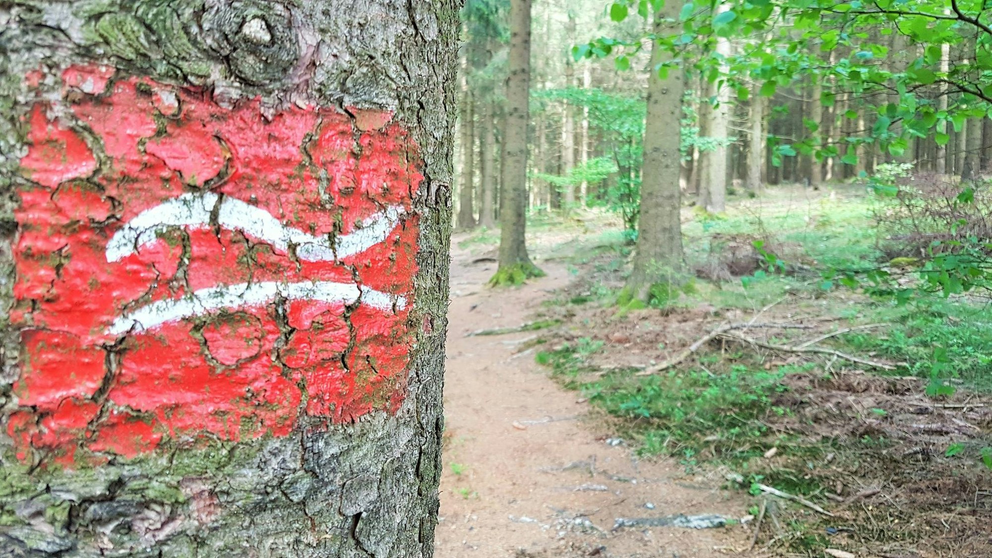 Immer dem liegenden R nach. Die roten Markierungen kennzeichenen den Rothaarsteig_