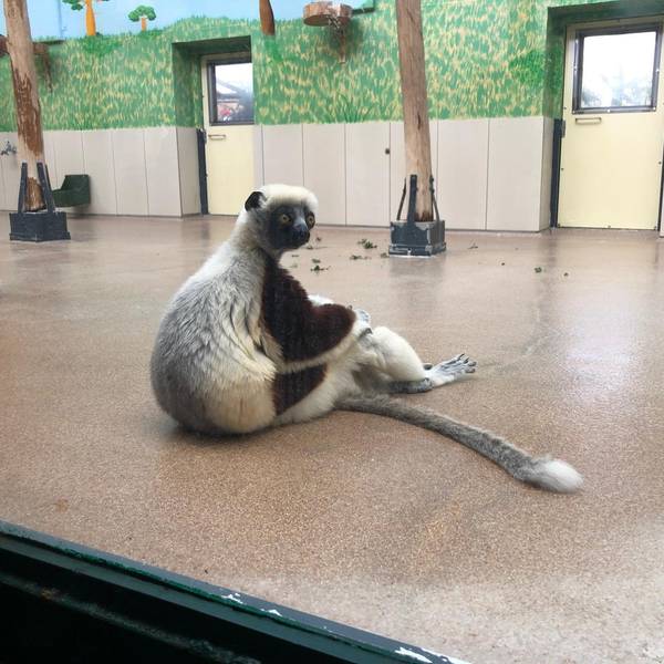 Kölner Zoo Affe Sifaka001