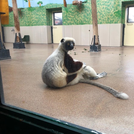 Kölner Zoo Affe Sifaka001