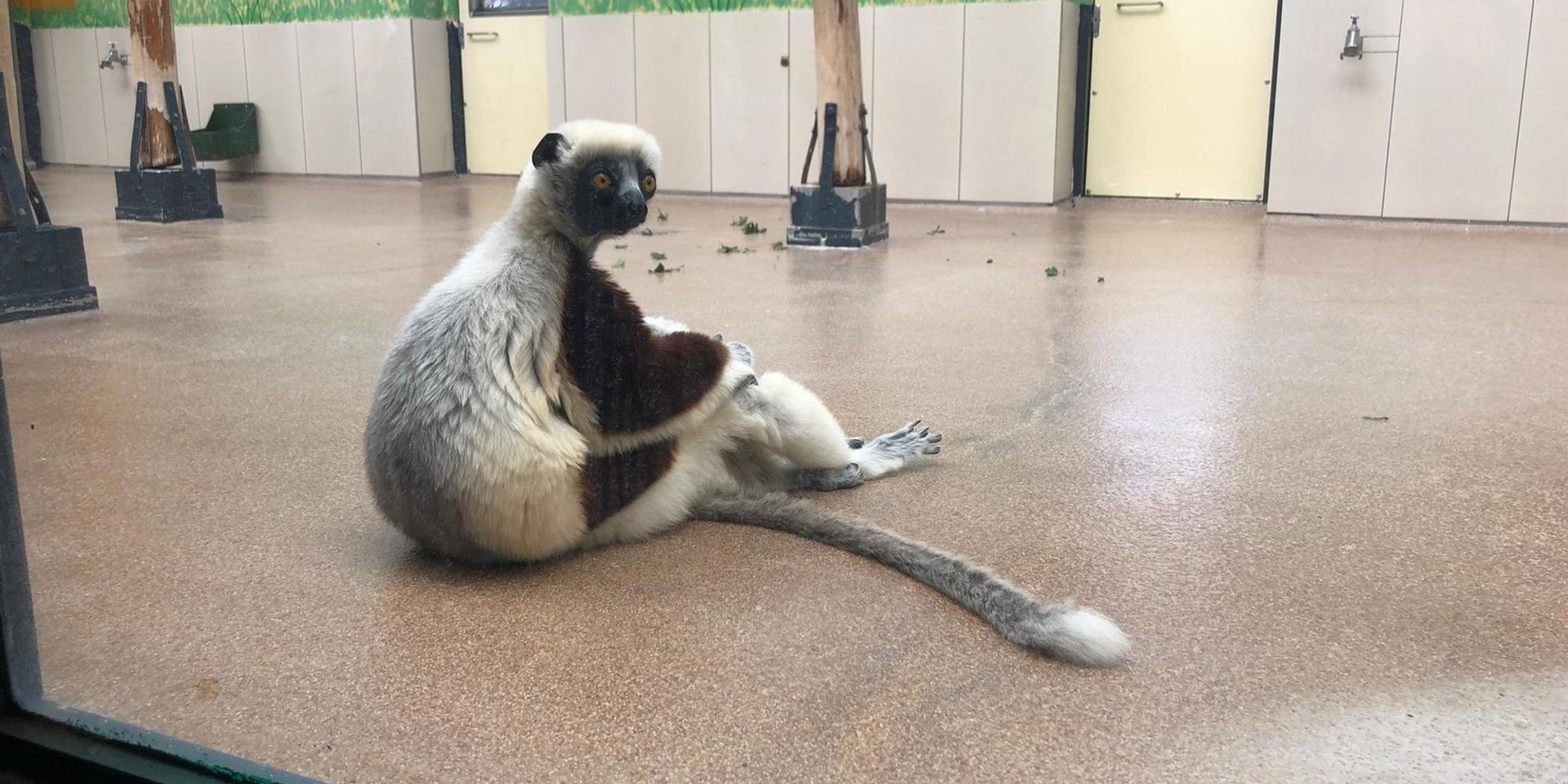 Kölner Zoo Affe Sifaka001