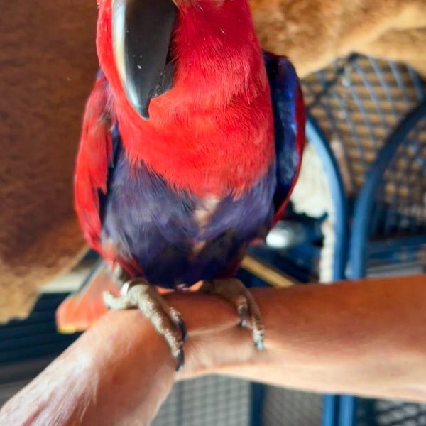 Papagei vs Einbrecher 110722