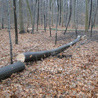 Baumfällungen Merkenich (3)