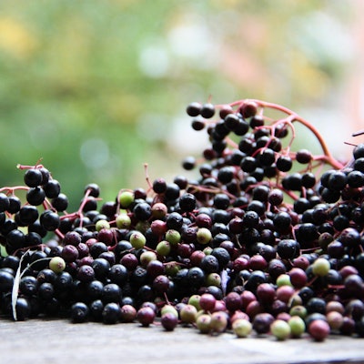 Sommerobst-serie Holunder Früchte