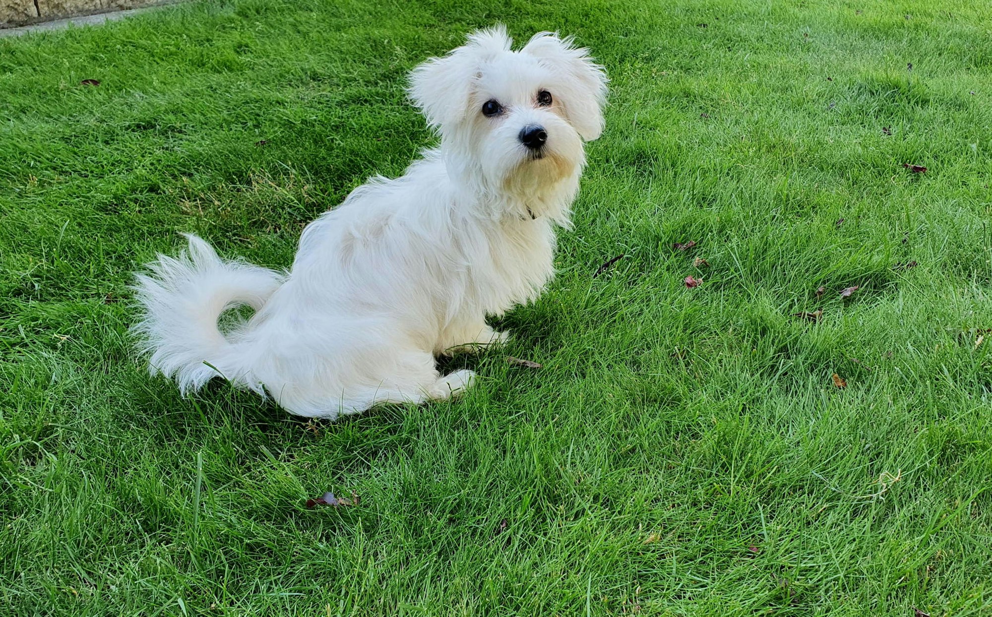 Tierfreunde_Rhein-Erft_Illegaler_Welpenhandel_(2)