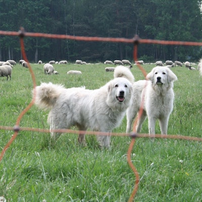 2020_11_19-db-Herdenschutzhunde -nabu-anette-wolff