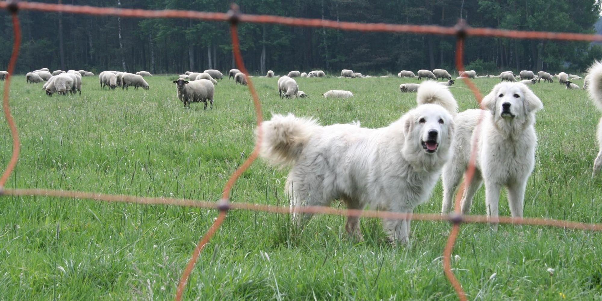 2020_11_19-db-Herdenschutzhunde -nabu-anette-wolff