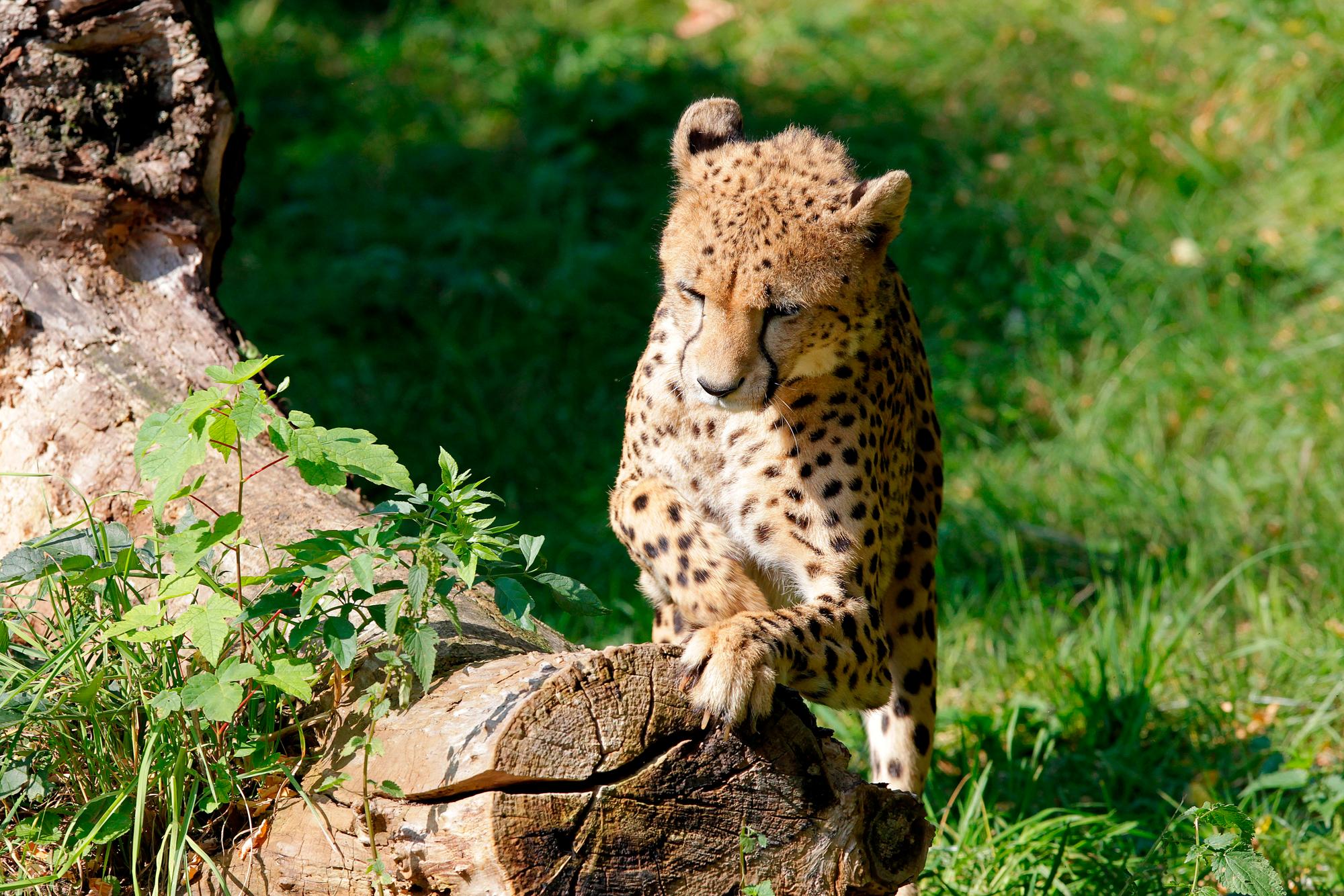 20160901_tb_Geparden_Zoo_007