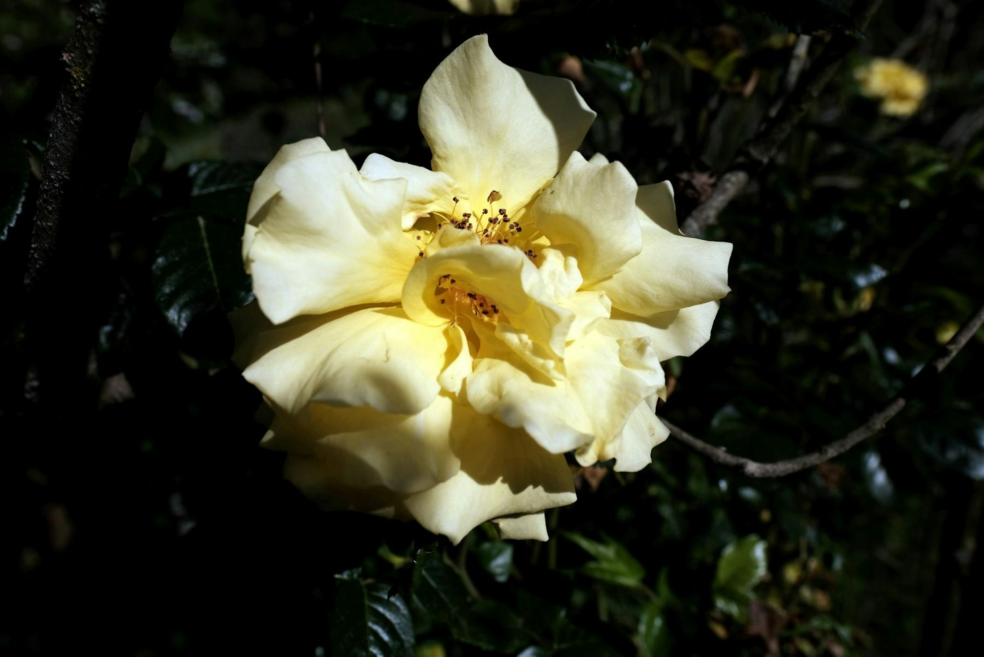 Bild 5 20200526-MAX-Garten-06