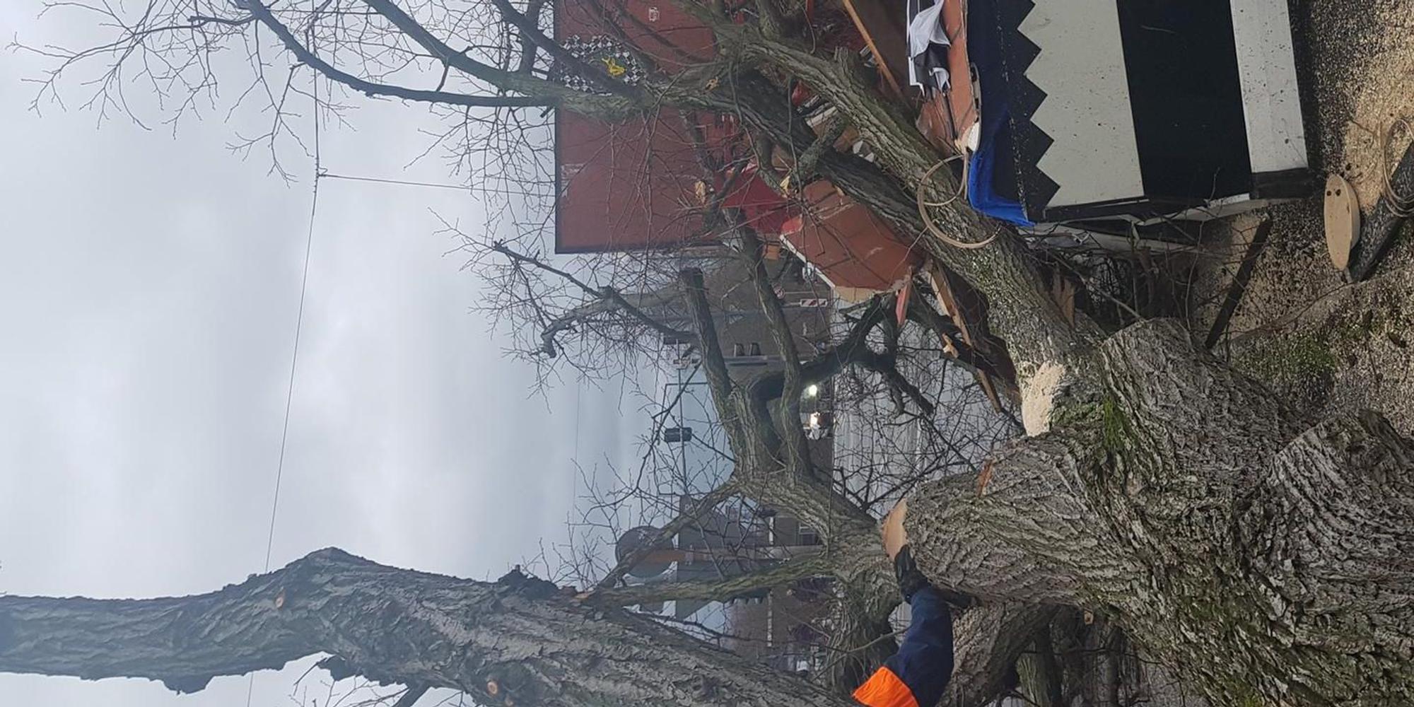 baum umgestürzt stammheim3