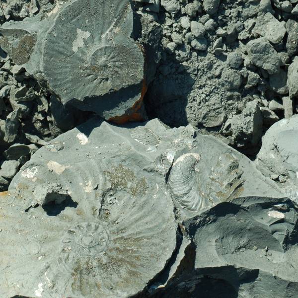 Fossilien erforschen : flickr Urheber Laurence Ireland