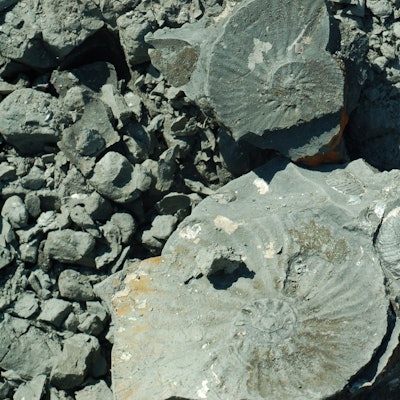 Fossilien erforschen : flickr Urheber Laurence Ireland
