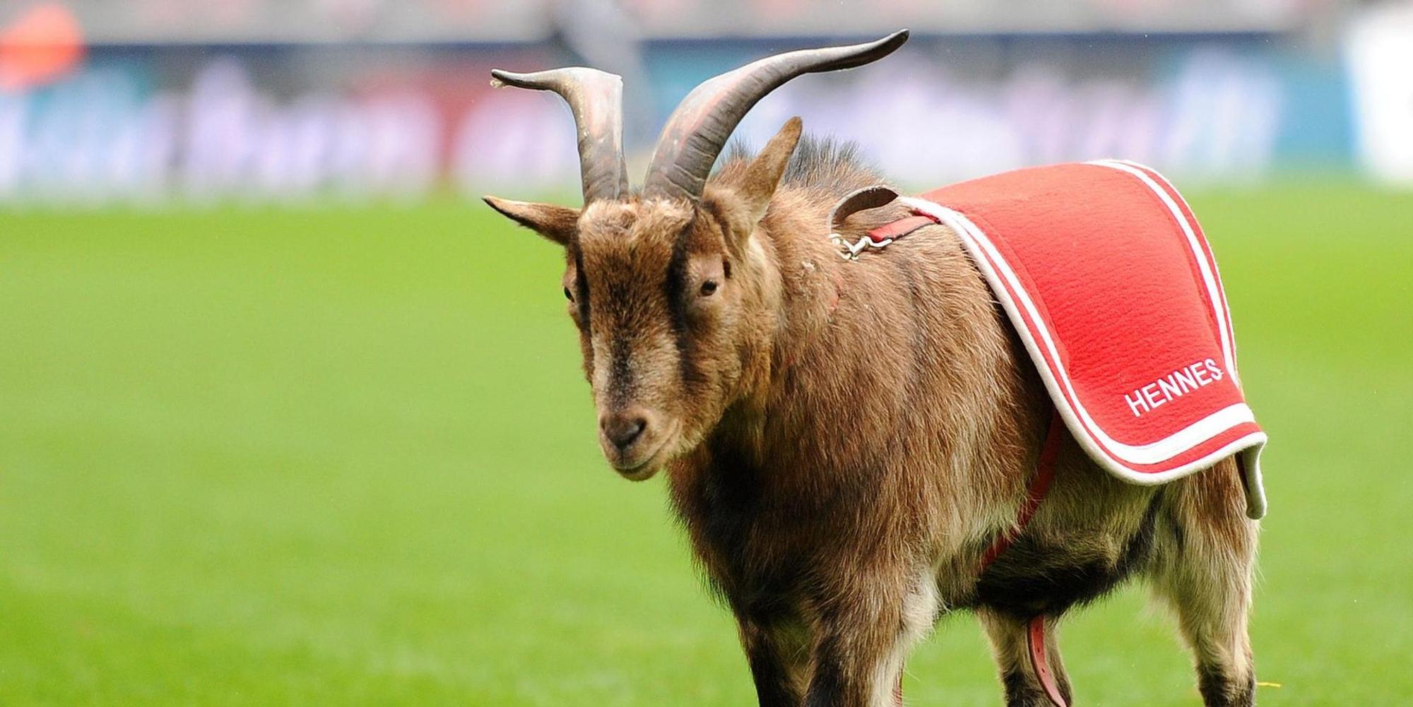 1 fc köln geißbock hennes maskottchen