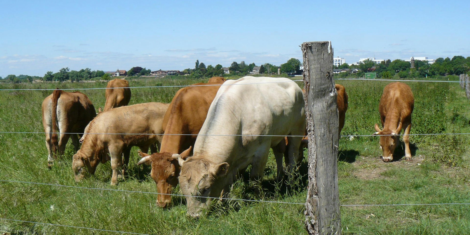 Worringen Glanrinder8