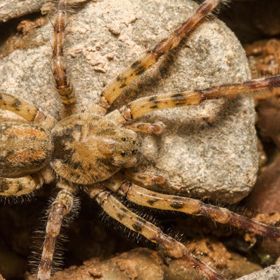 Nosferatu-Spinne IMAGO 110822