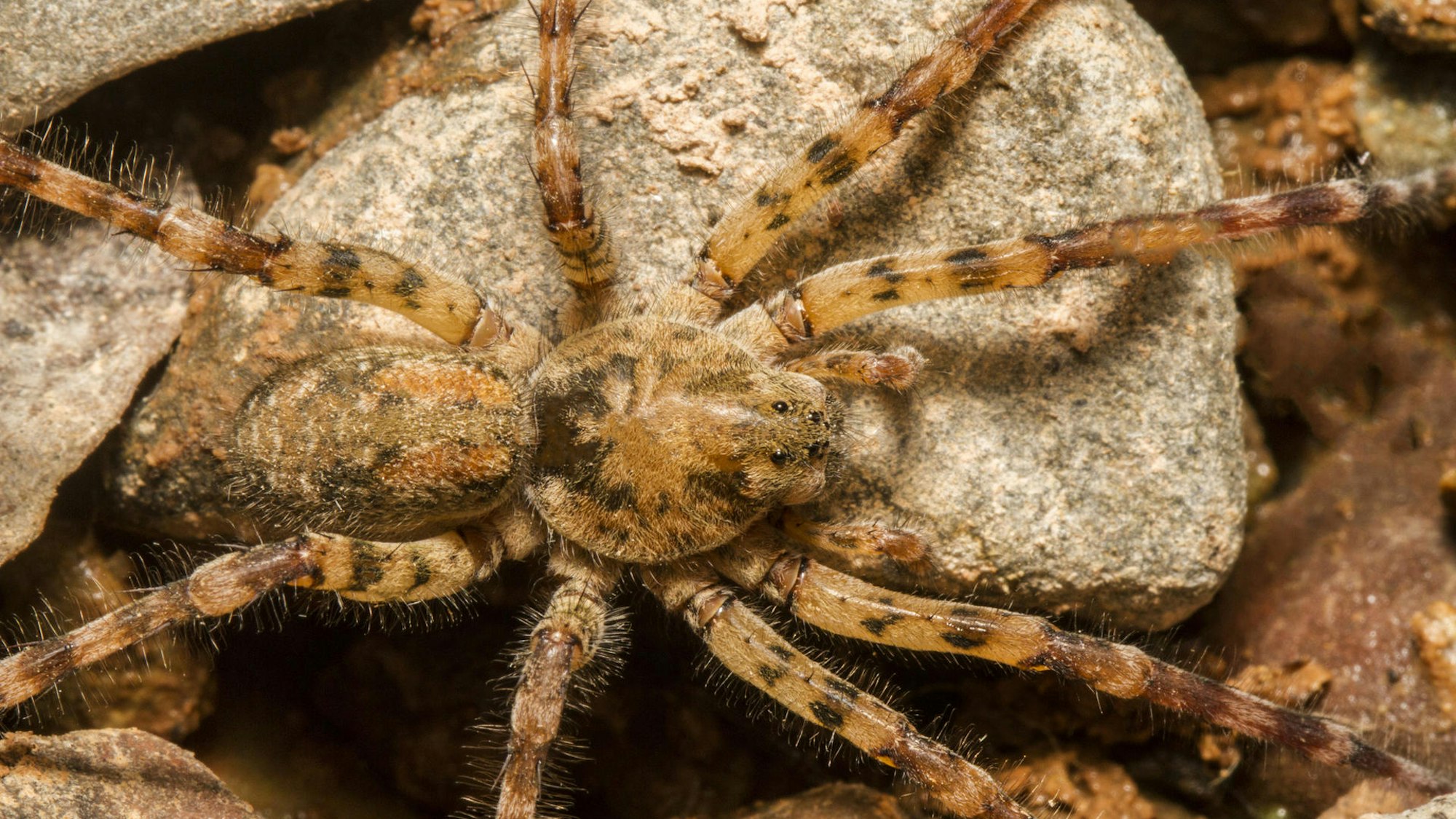 Nosferatu-Spinne auf einem Stein.