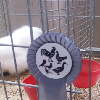 Zwerg-Seidenhuhn Much