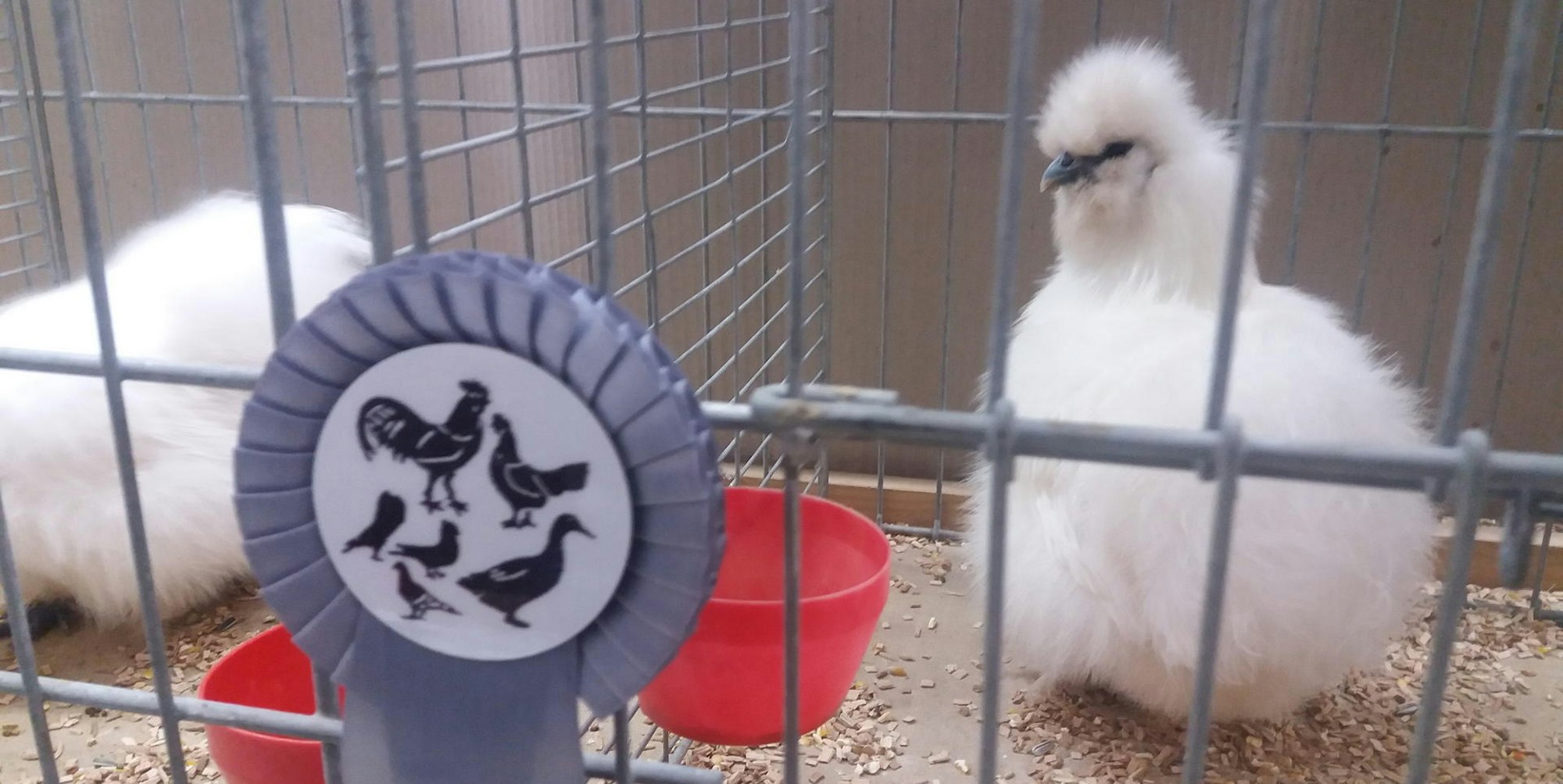 Zwerg-Seidenhuhn Much